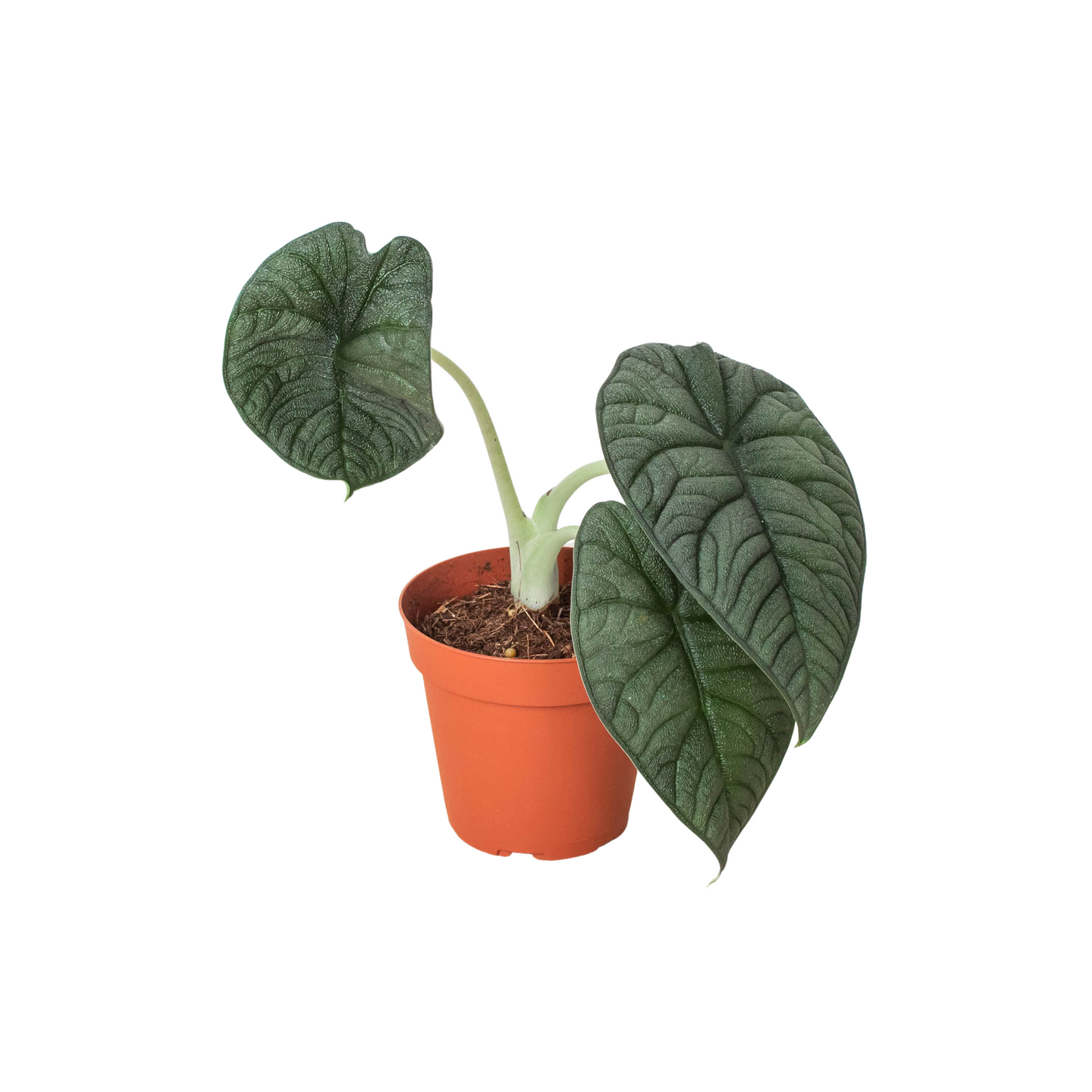 Alocasia Melo Live Tropical Plant