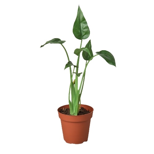 Alocasia Tiny Dancer Live Tropical Plant