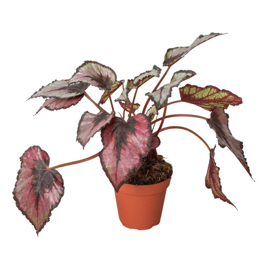 Begonia Rex Live Houseplant