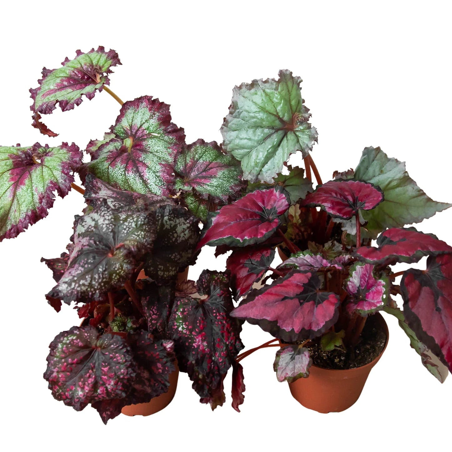 Begonia Rex Live Plant Bundle – Set of 4