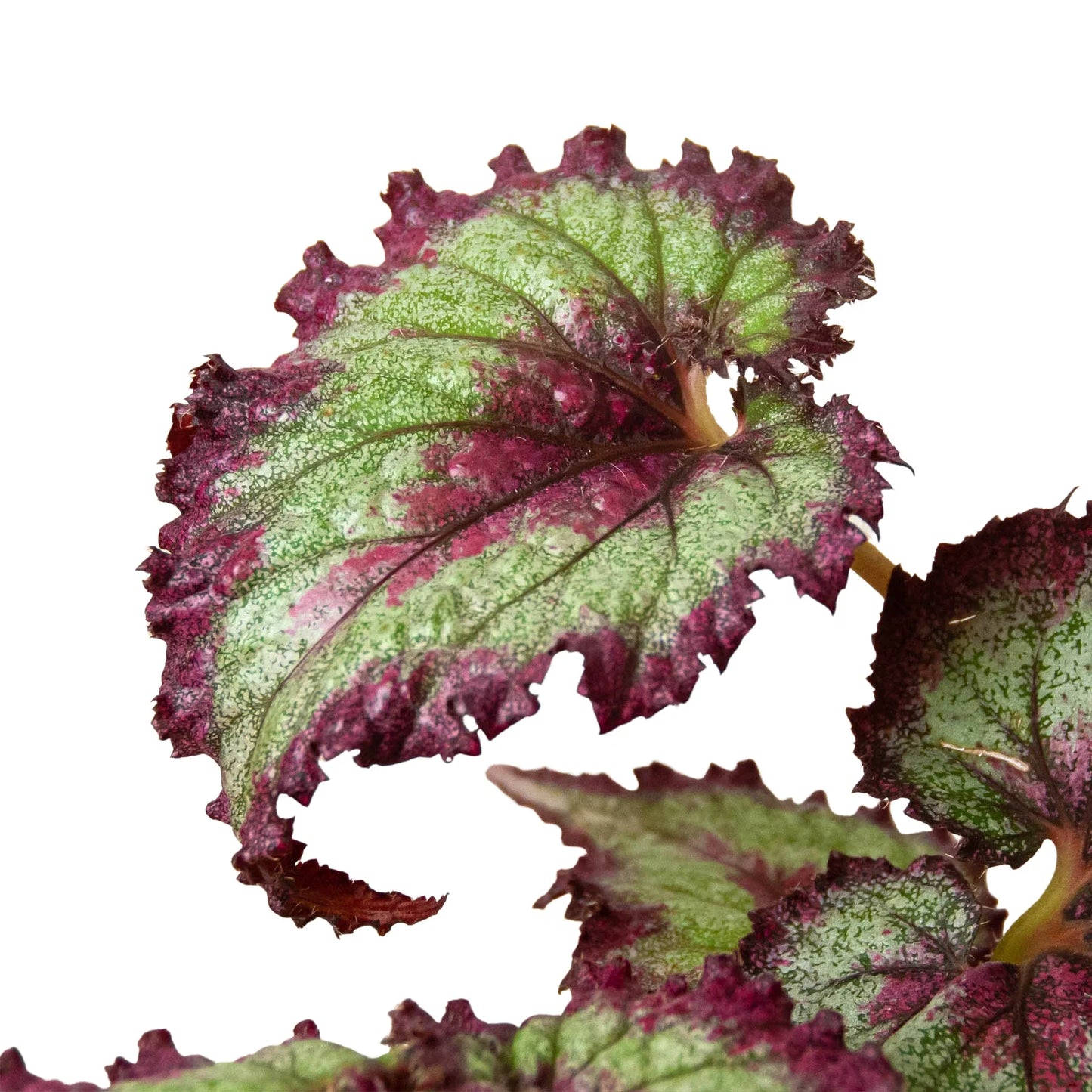 Begonia Rex Live Plant Bundle – Set of 4