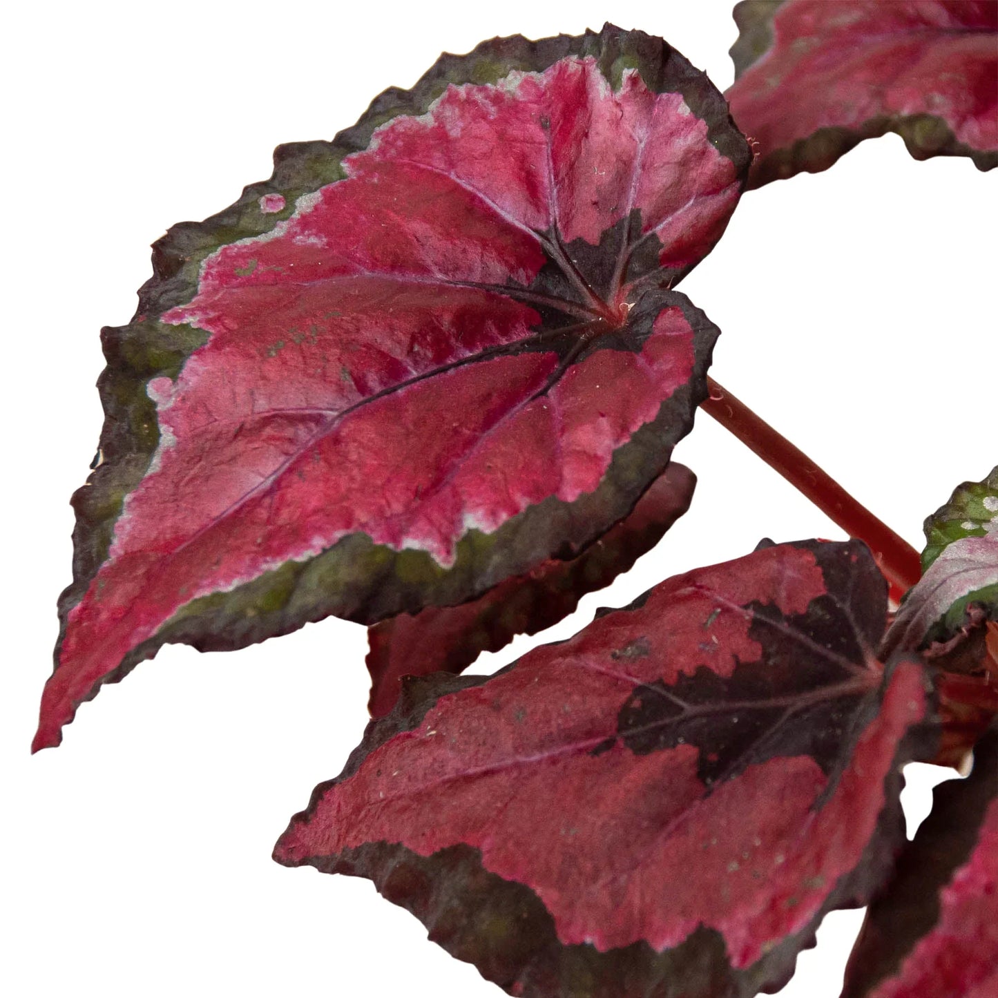 Begonia Rex Live Plant Bundle – Set of 4