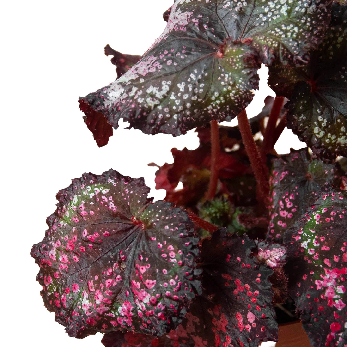 Begonia Rex Live Plant Bundle – Set of 4