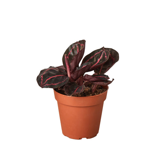 Calathea Dottie Live Prayer Plant – 4 Inch Pot