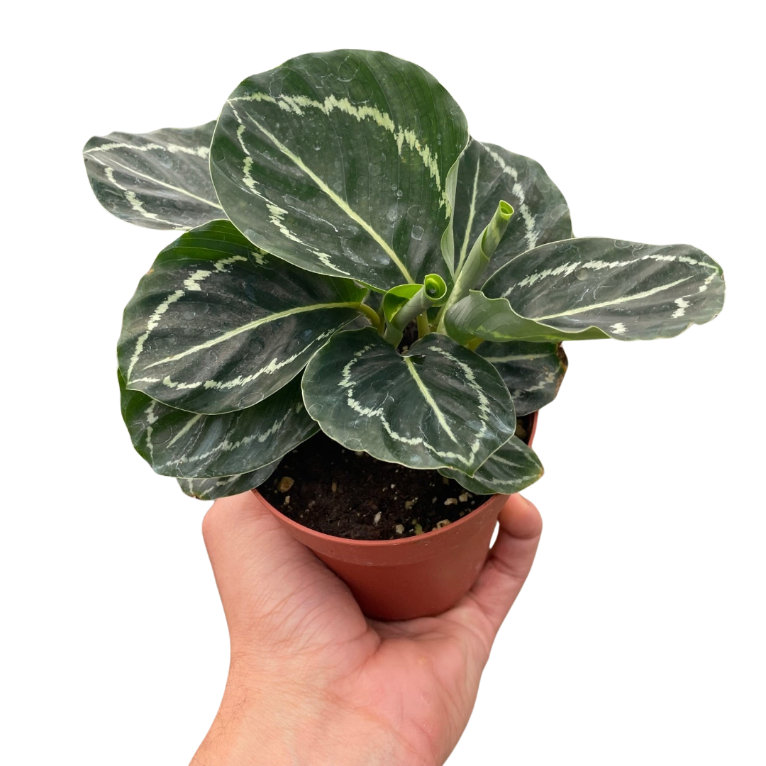 Green Goddess Calathea Live Houseplant