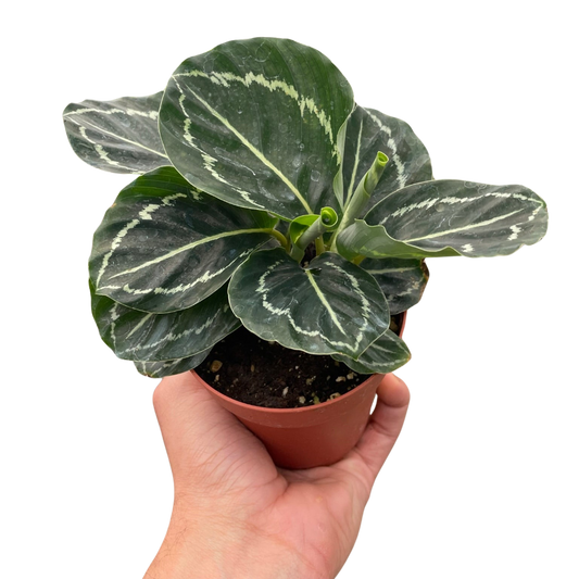 Green Goddess Calathea Live Houseplant