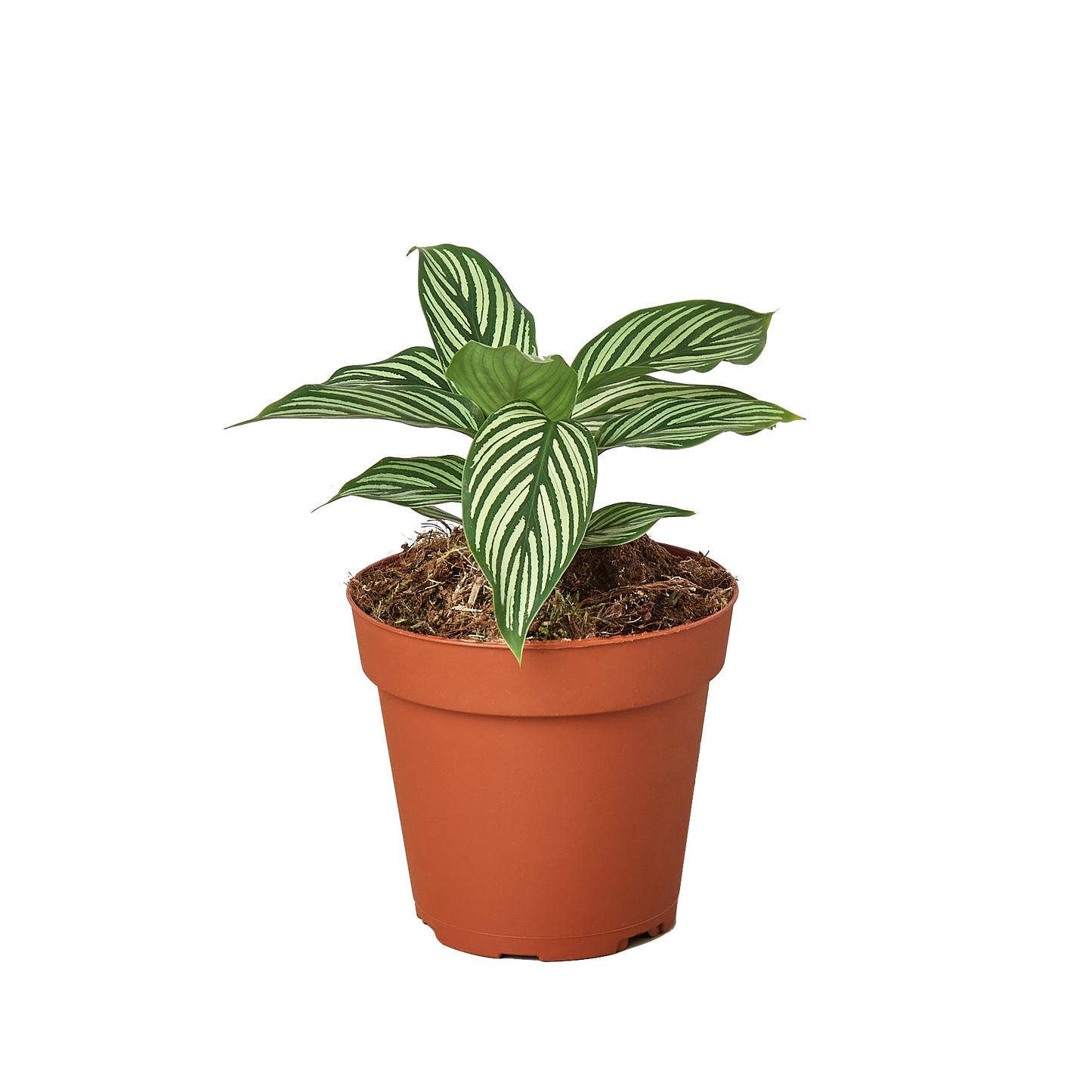 Calathea Vittata Live Striped Houseplant