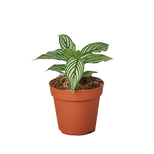 Calathea Vittata Live Striped Houseplant