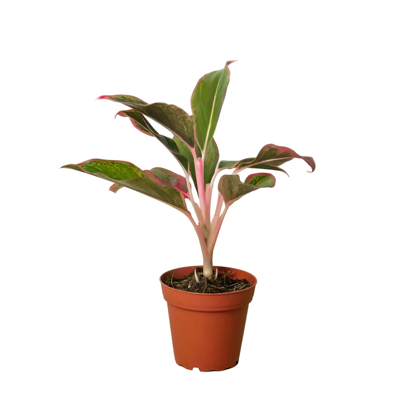 Aglaonema Red Siam