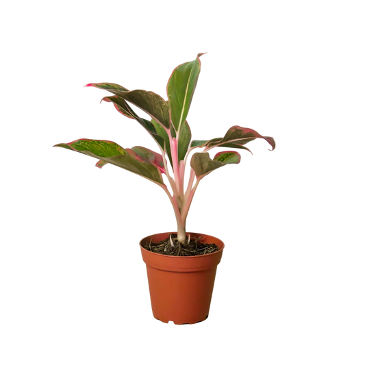 Aglaonema Red Siam