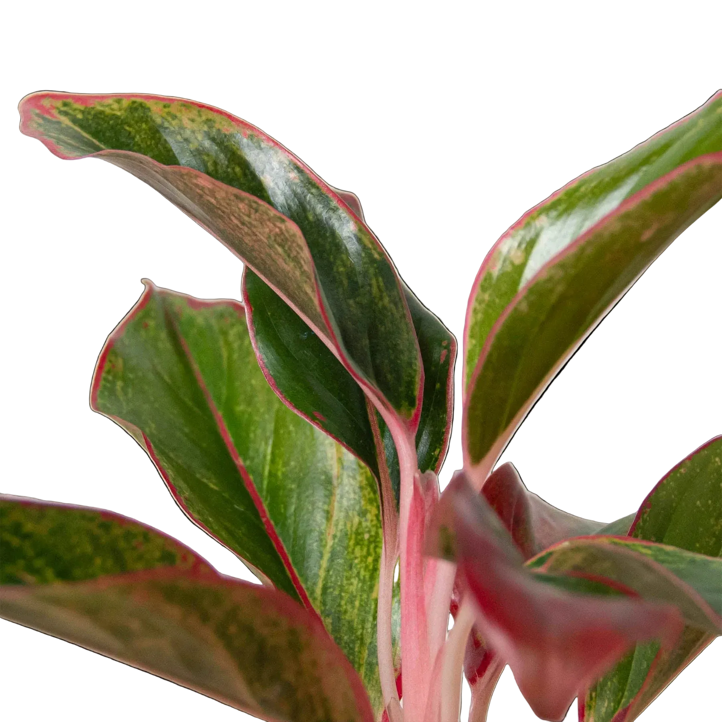 Aglaonema Red Siam