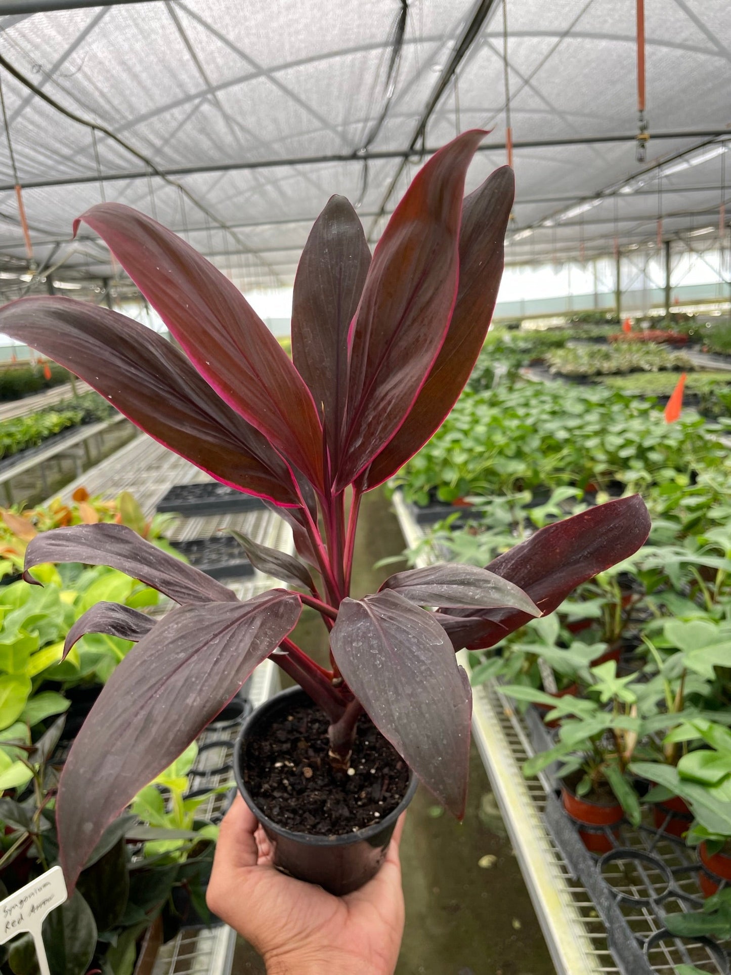 Calypso Queen Cordyline
