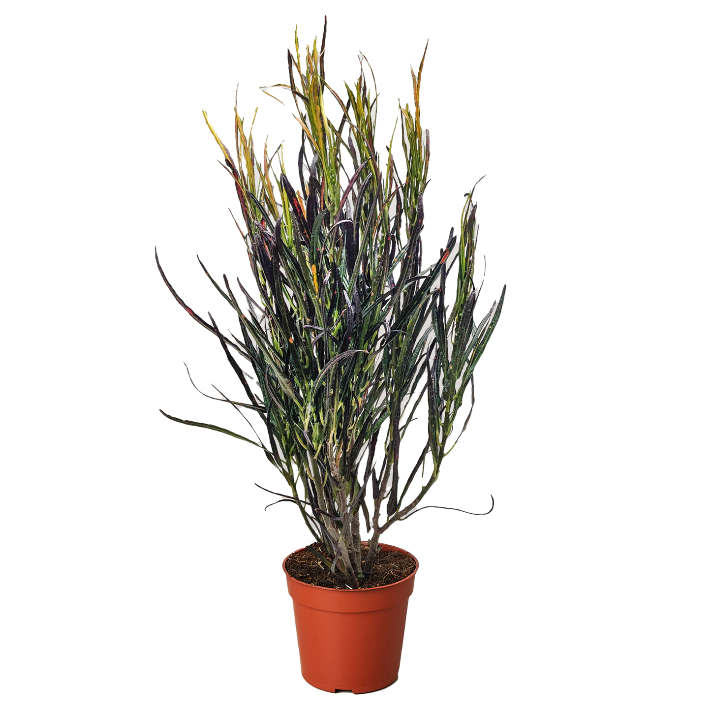 Croton Picasso Live Houseplant