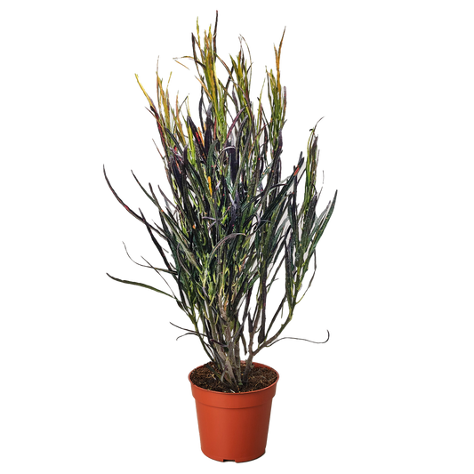 Croton Picasso Live Houseplant