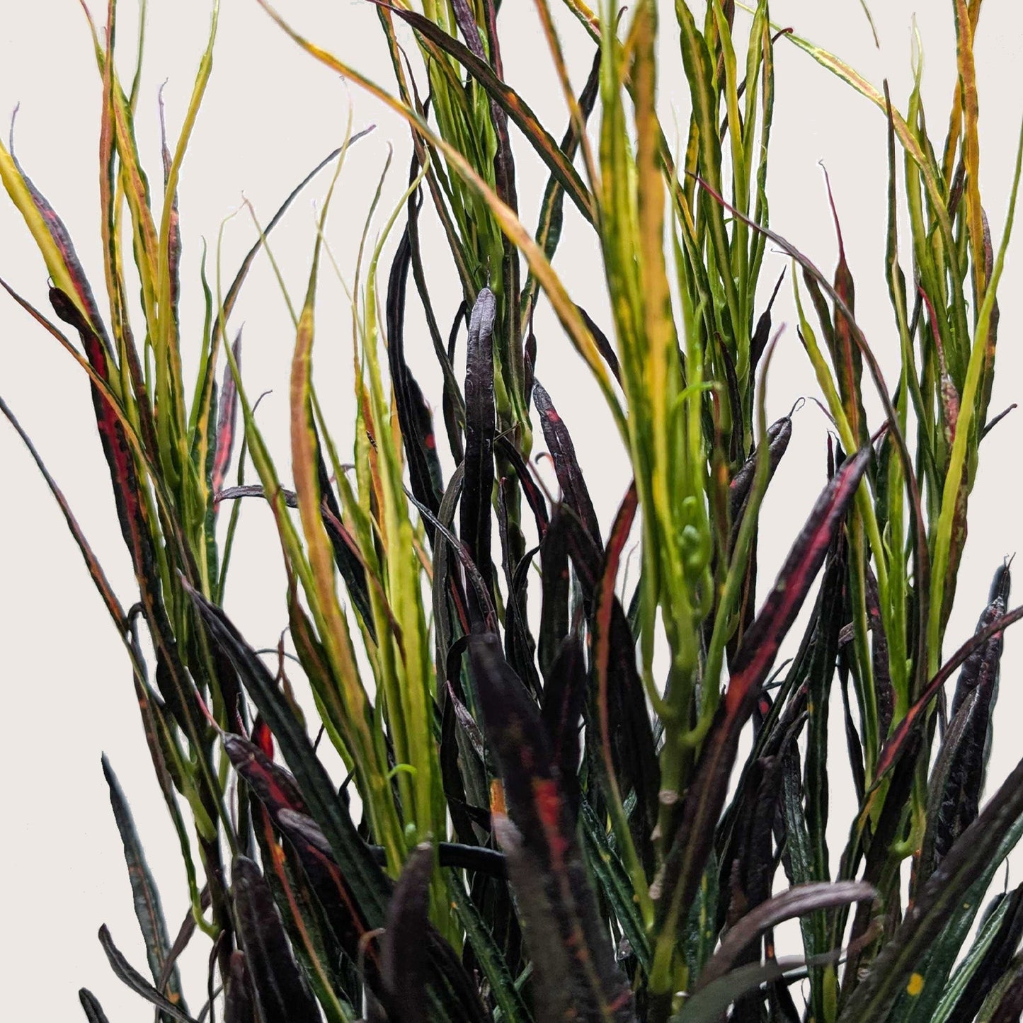 Croton Picasso Live Houseplant