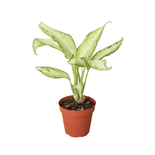 Dieffenbachia Camouflage Live Houseplant