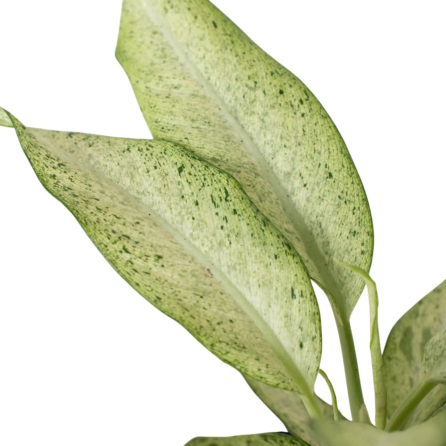 Dieffenbachia Camouflage Live Houseplant