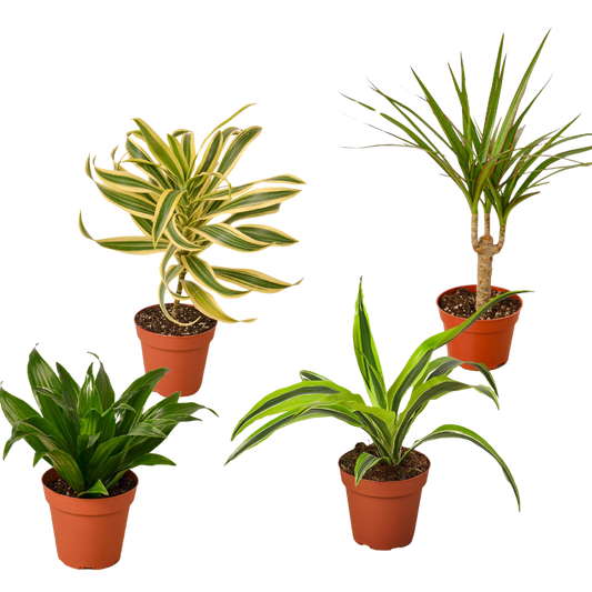 Dracaena Live Plant Bundle – Set of 4 Houseplants