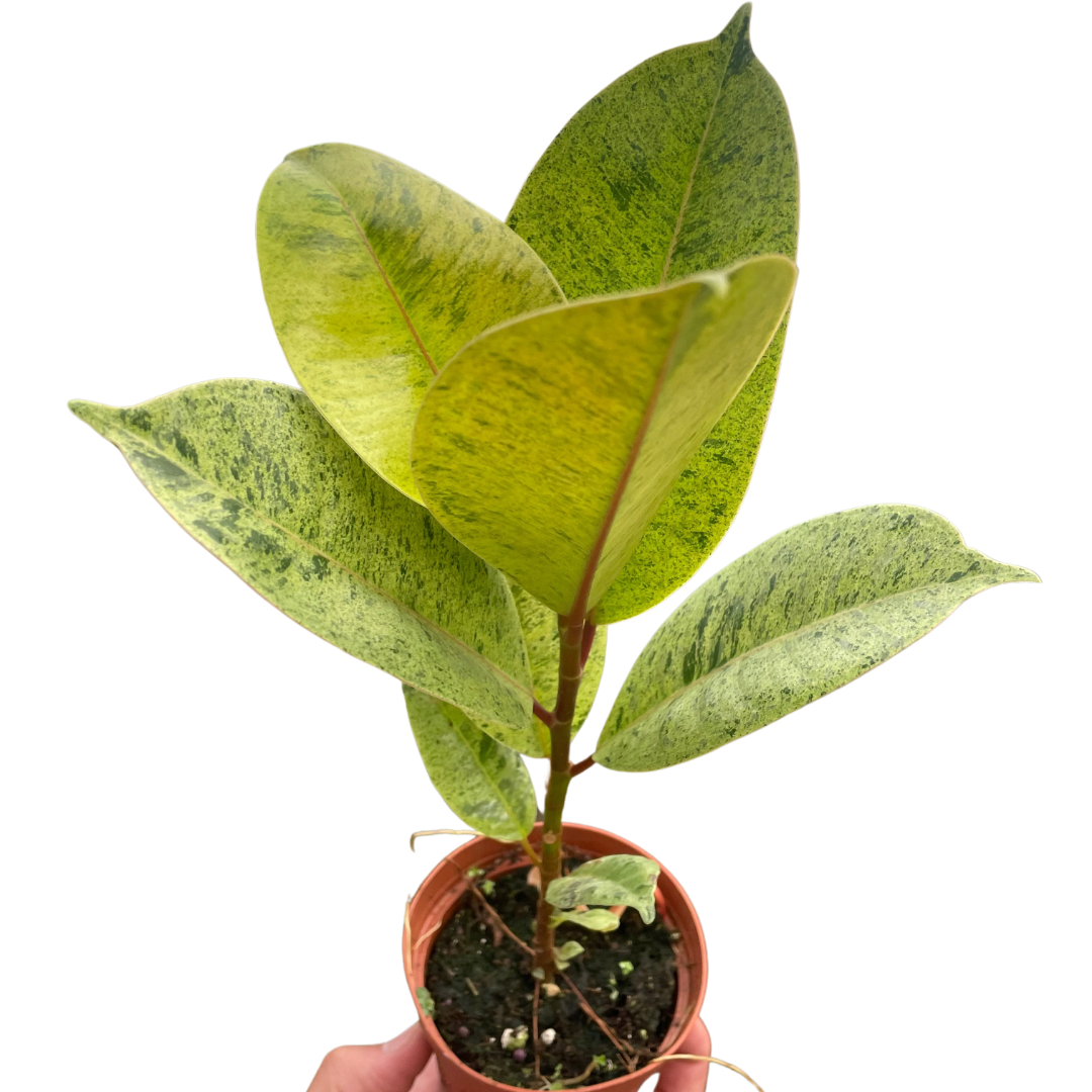 Ficus Moonshine Live Houseplant