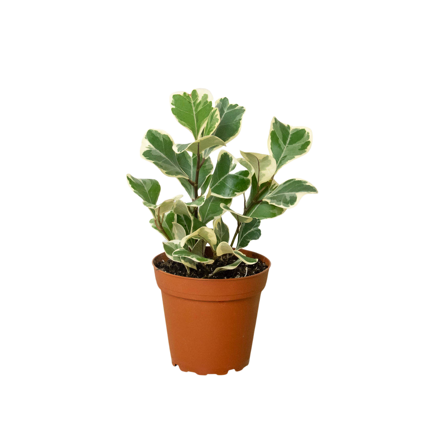 Ficus Elastica Triangularis Variegated Live Plant