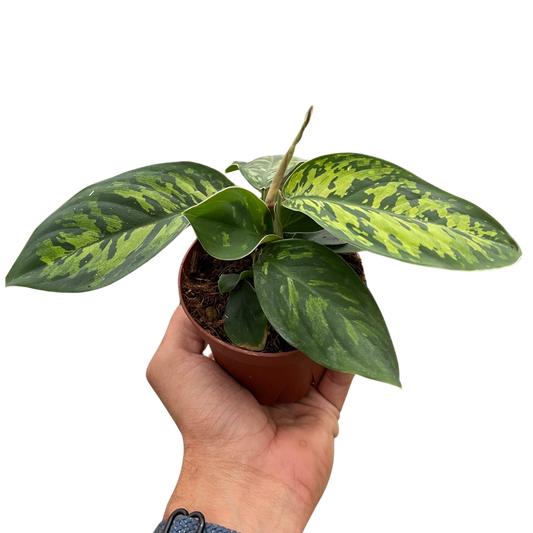 Homalomena Camouflage