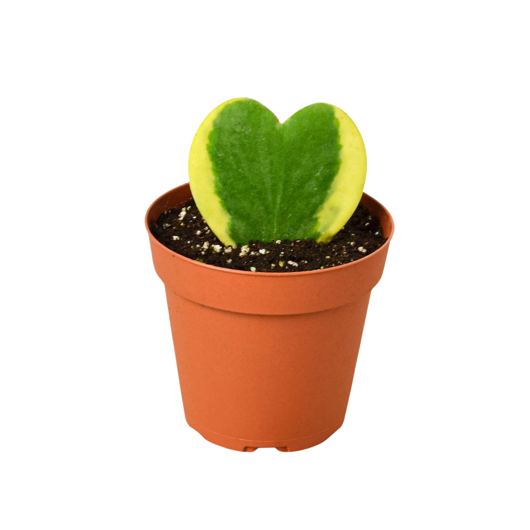 Variegated Sweetheart Hoya Live Plant