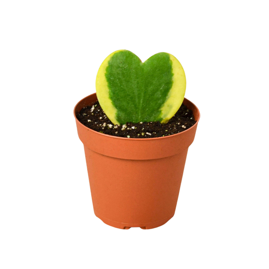 Variegated Sweetheart Hoya Live Plant