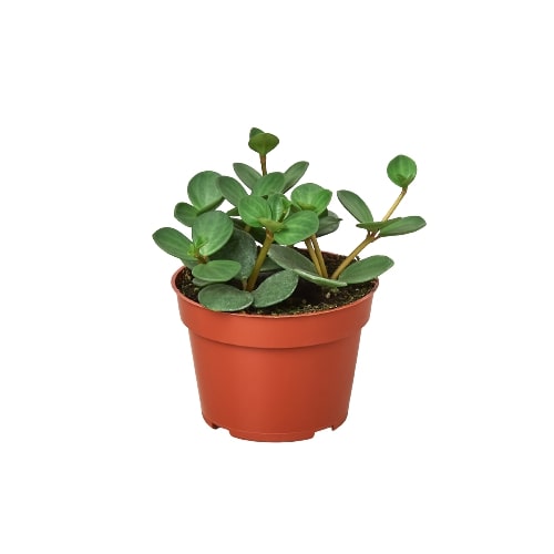 Peperomia Hope Live Trailing Plant