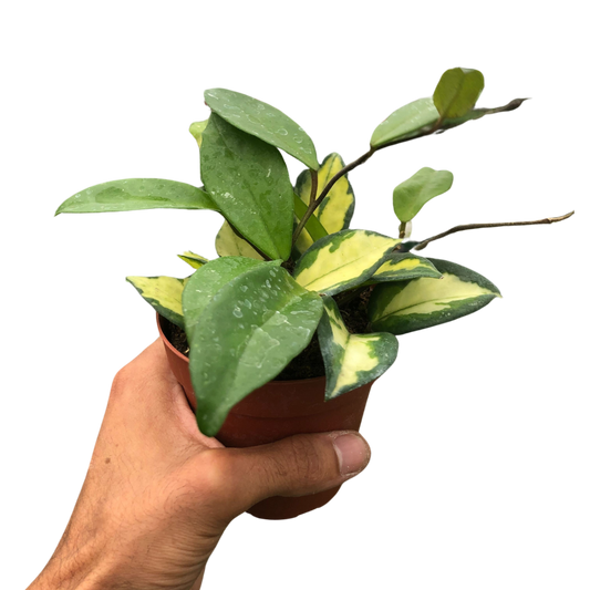 Hoya Carnosa Krimson Princess Live Plant