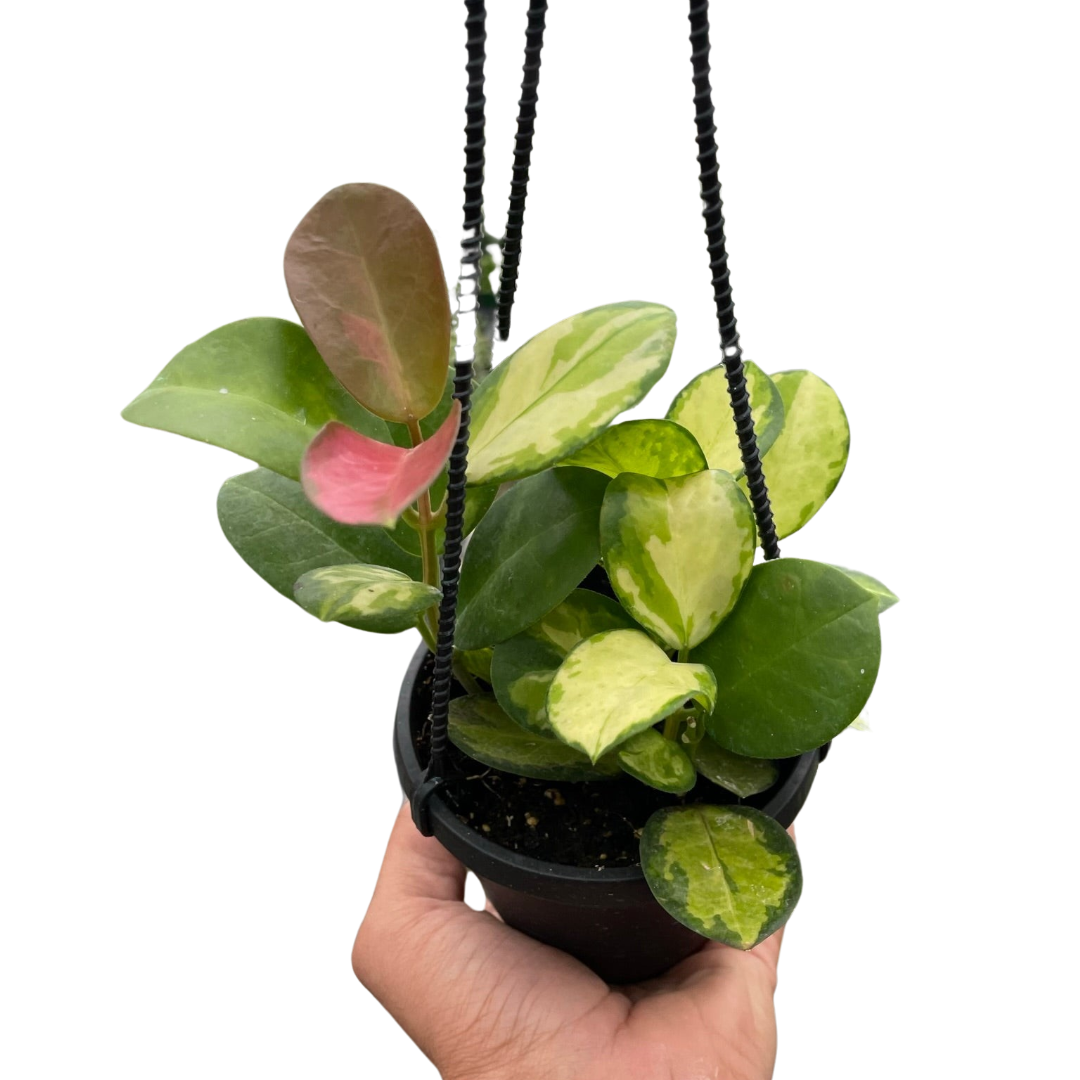 Hoya Australis Lisa Live Trailing Plant