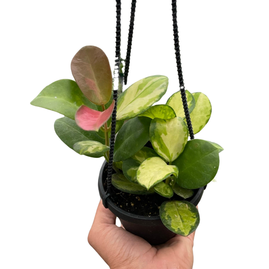 Hoya Australis Lisa Live Trailing Plant