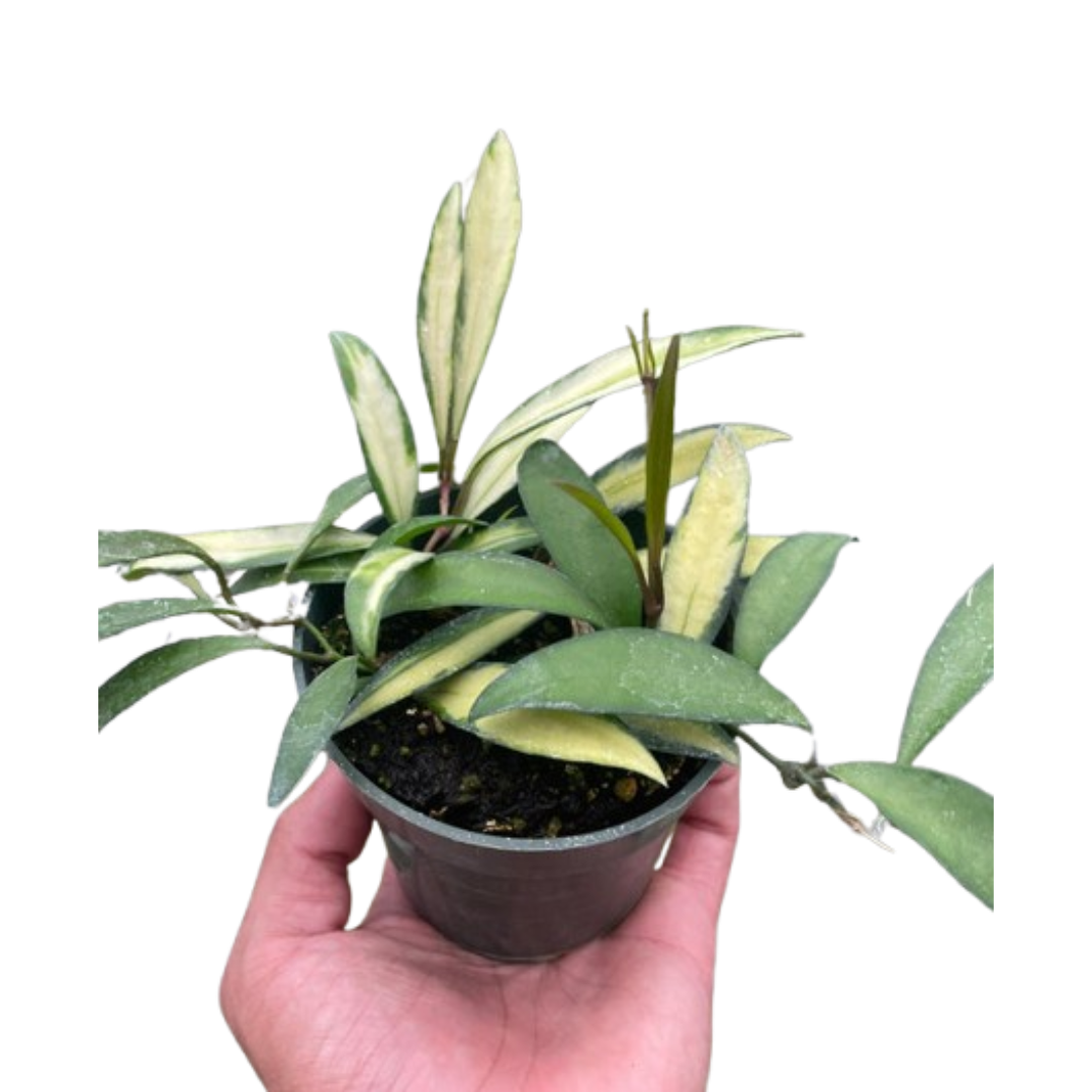 Hoya Wayetii Variegated Live Plant – 4 Inch Pot