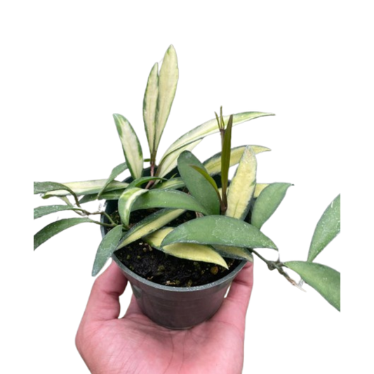 Hoya Wayetii Variegated Live Plant – 4 Inch Pot