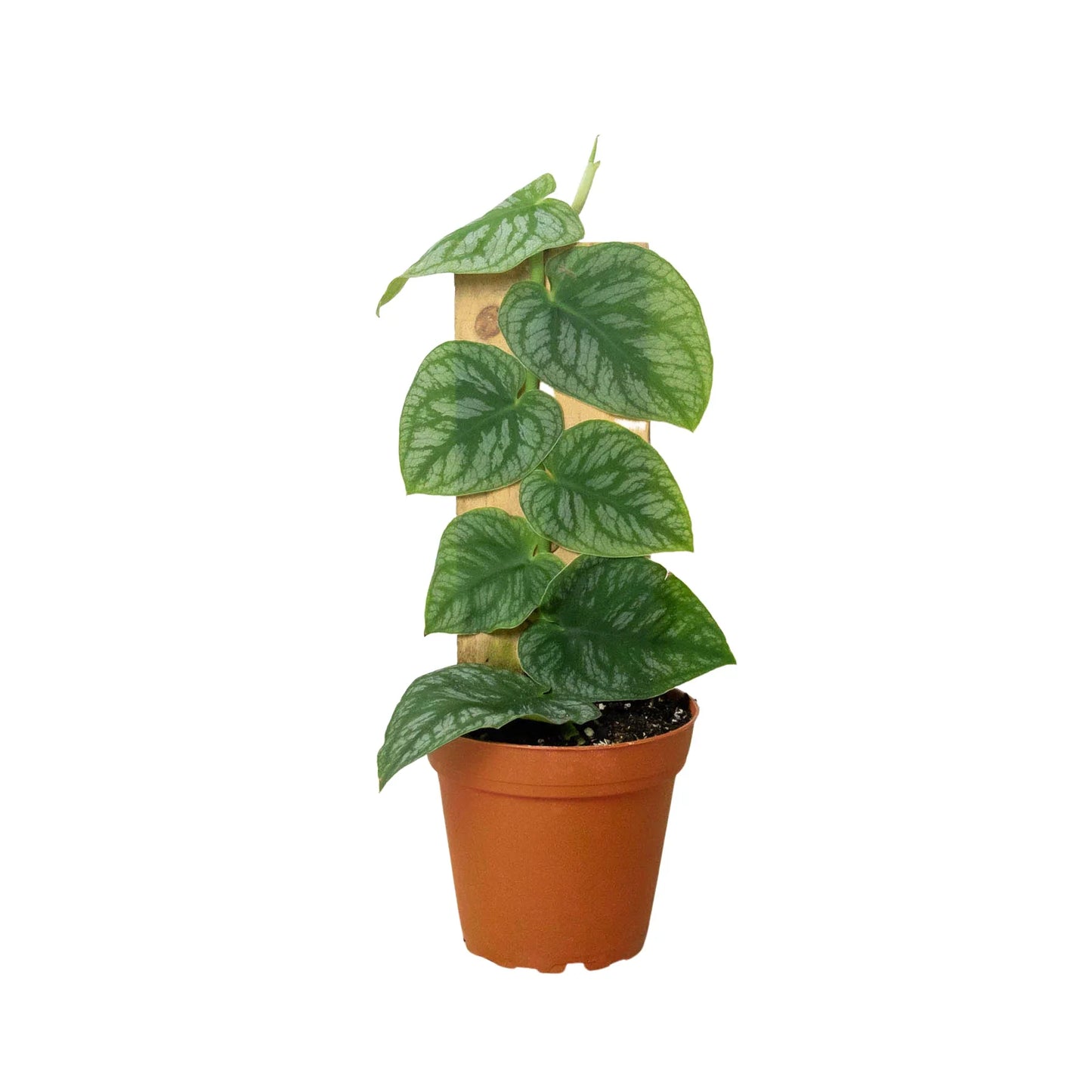 Monstera Dubia Live Rare Houseplant