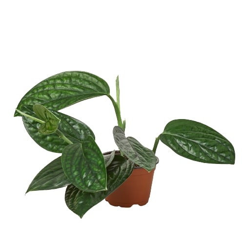 Monstera Peru Live Houseplant – 4 Inch Pot