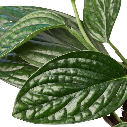 Monstera Peru Live Houseplant – 4 Inch Pot