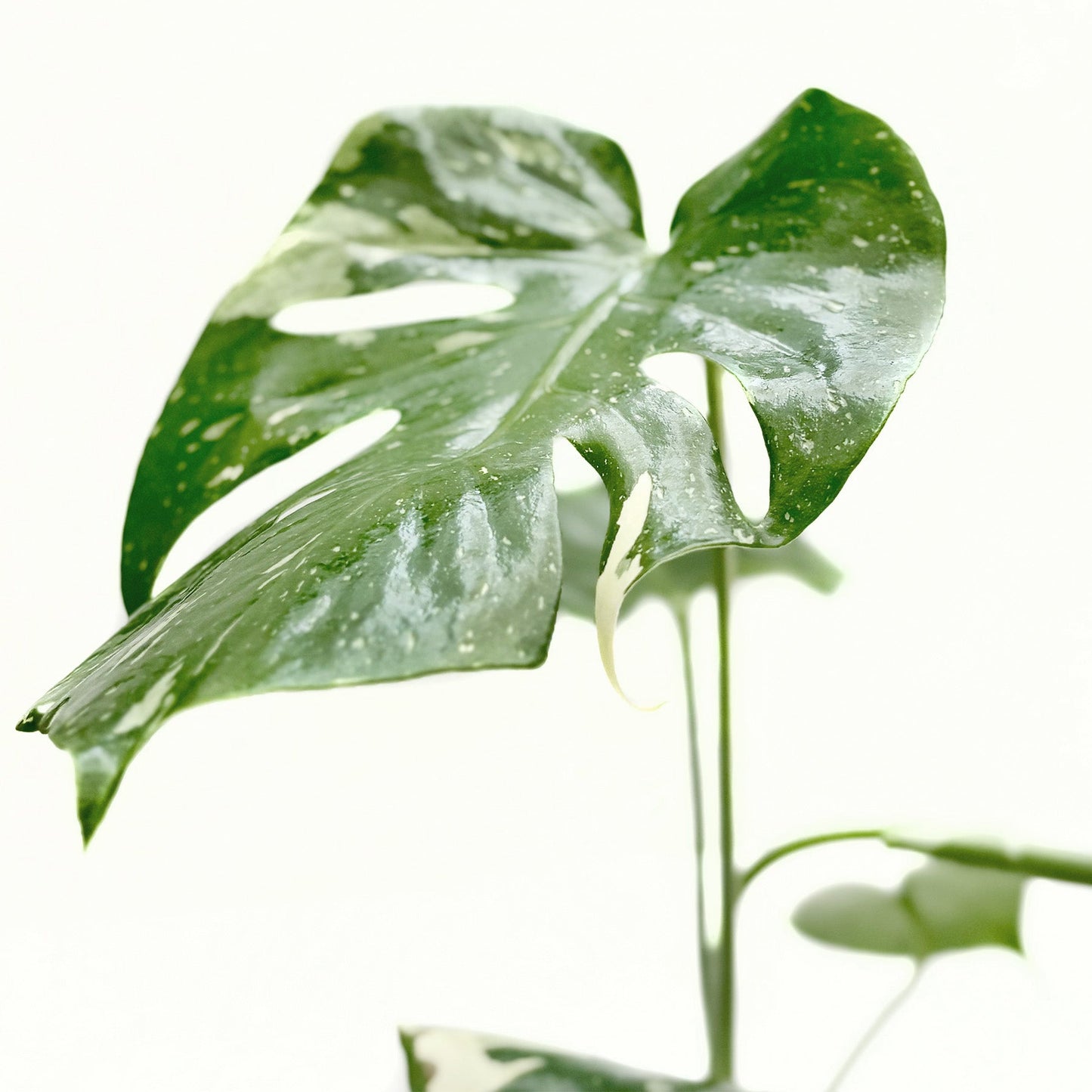 Thai Constellation Monstera Live Variegated Plant