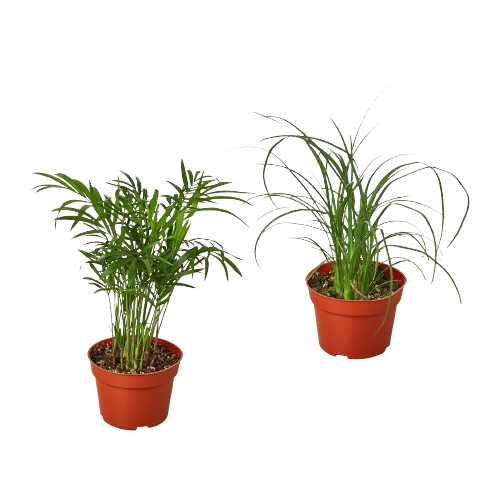 Palm Live Plant Bundle – Set of 2 Houseplants