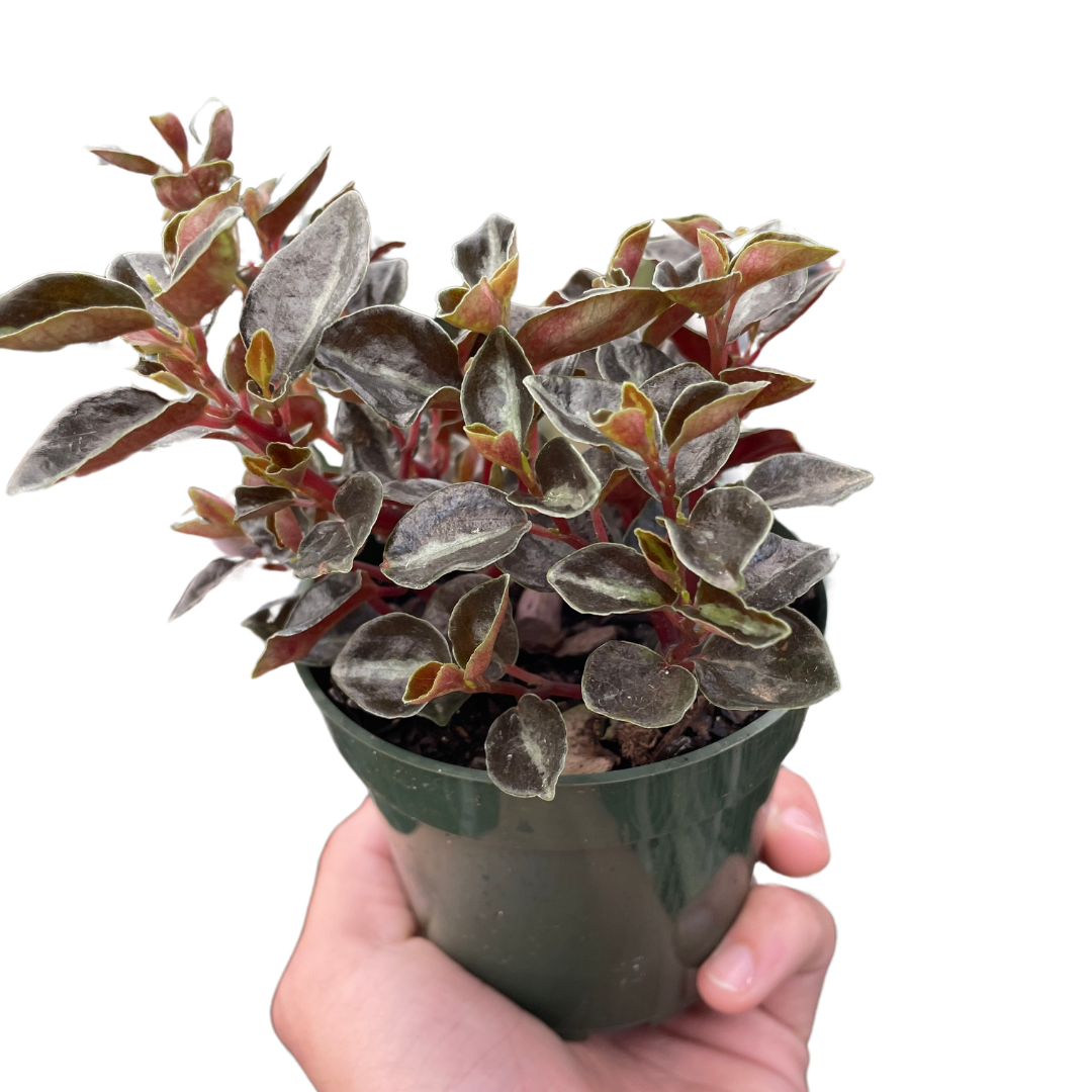 Peperomia Metallica Live Houseplant