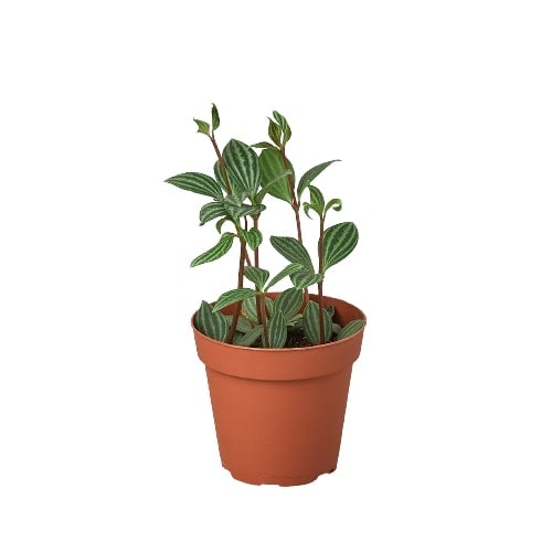 Peperomia Parallel Live Plant – 4 Inch Pot