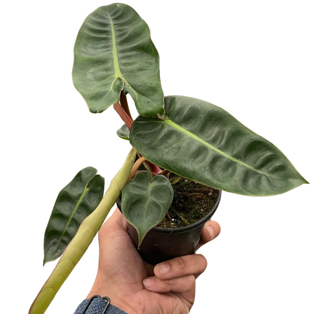 Billietiae Philodendron Live Tropical Plant