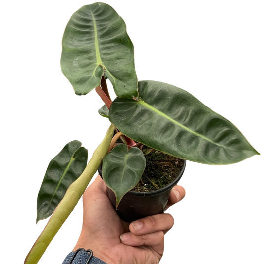 Billietiae Philodendron Live Tropical Plant