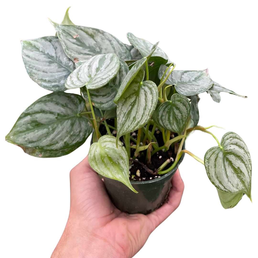 Brandianum Philodendron Live Houseplant – 4 Inch Pot