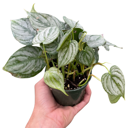 Brandianum Philodendron Live Houseplant – 4 Inch Pot