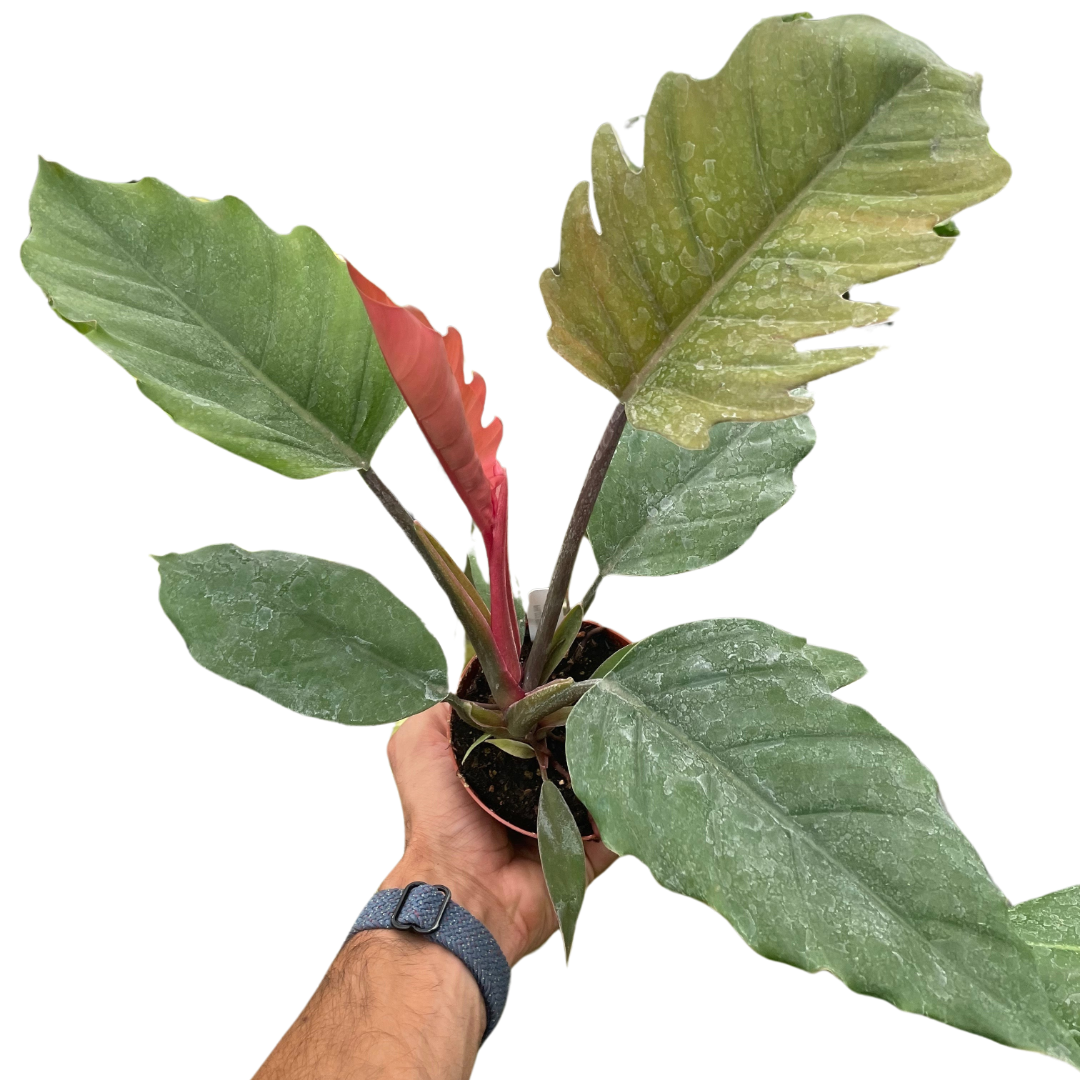 Choco Empress Philodendron Live Tropical Plant