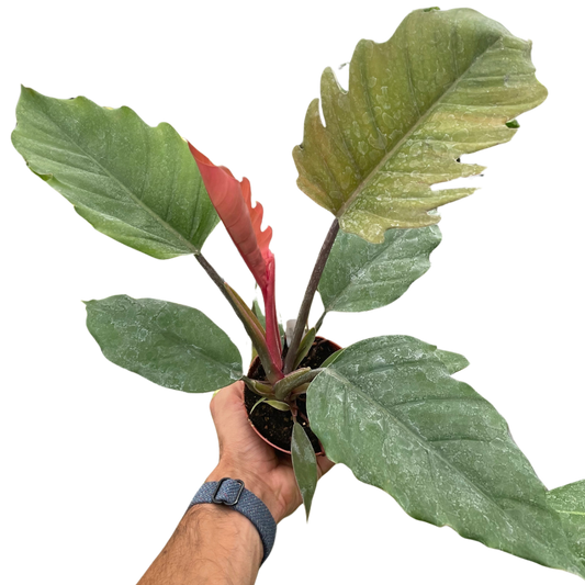 Choco Empress Philodendron Live Tropical Plant