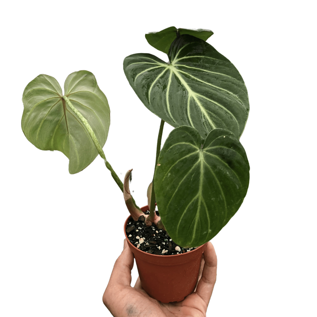Gloriosum Philodendron Live Plant – Velvet Leaf
