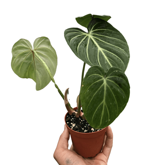 Gloriosum Philodendron Live Plant – Velvet Leaf