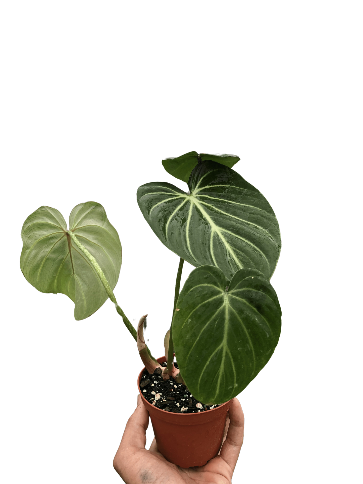 Gloriosum Philodendron Live Plant – Velvet Leaf