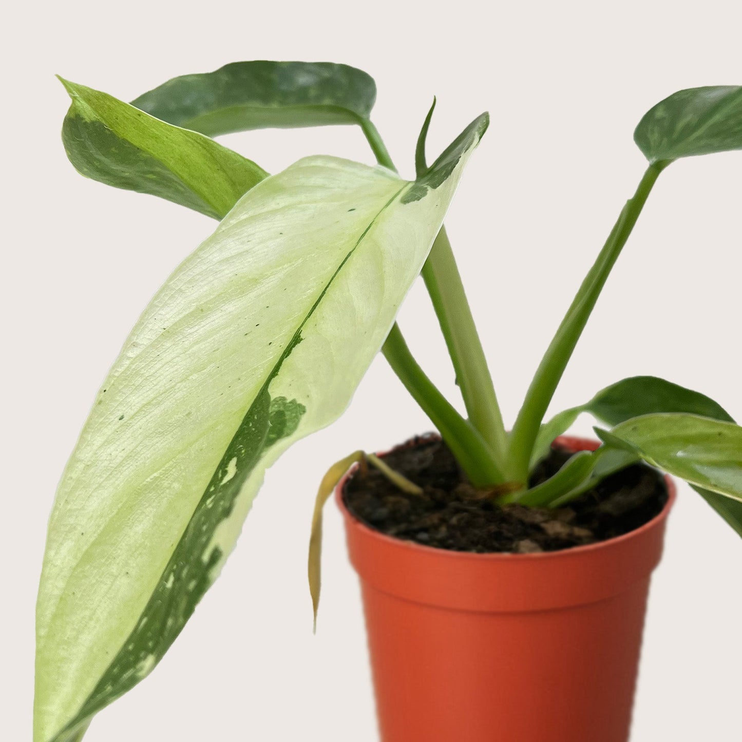 Jose Buono Variegated Philodendron Live Plant